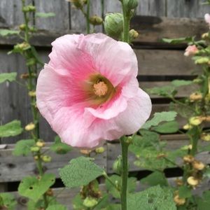 Meet your Posher, Rosa